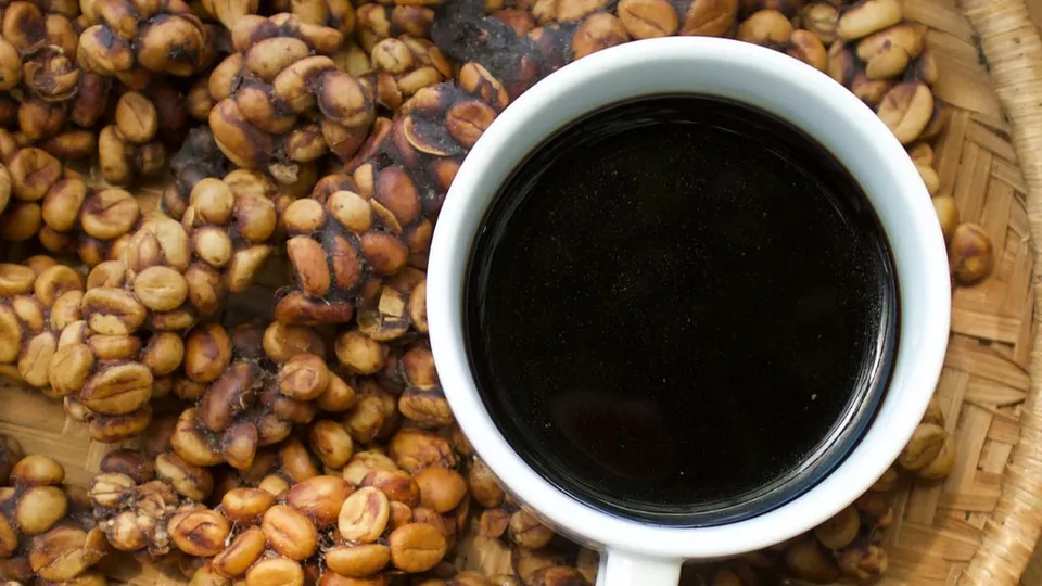 Il caffè kopi luwak